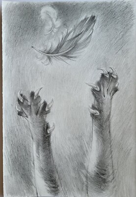 Fluffy cat paws. The pet has sharp claws. Pencil drawing. 12x8 inch.
