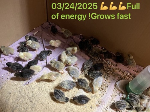 20 + Premium Button Quail Eggs: High Fertility,high hatch rates!free shipping! - Picture 13 of 23