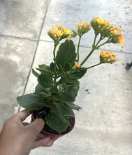 Kalanchoe Calandiva yellow Blooms – 4” Potted Live Succulent