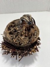 6  Bird Nest With Quail Bird