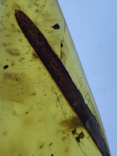 Clear Large Bug Belly, Fossil Inclusion, In Genuine Burmite Amber, 98MYO - Picture 2 of 6