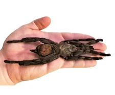 Haplopelma minax REAL XL 6IN+ TARANTULA SPIDER ARACHNID UNMOUNTED PACKAGED