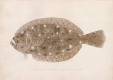 Original Antique Fish Print:  Flounder or Fluke by Sherman Foote Denton 1907