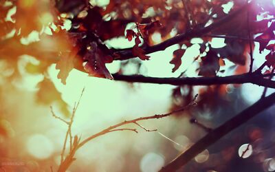 Landscape nature leaves sunlight bokeh plants Custom Gaming Mat Desk
