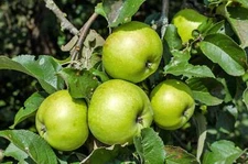 25 ANTONOVKA APPLE TREE Malus Pumila Antonovka Yellow Green Fruit Tree Seeds