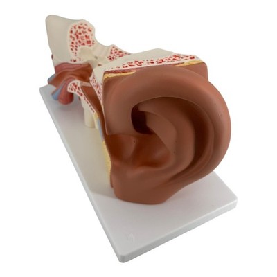 3B Scientific Menschliche Anatomie - Ohr, 3-fache Größe, 4-teilig, Smart Anatomy