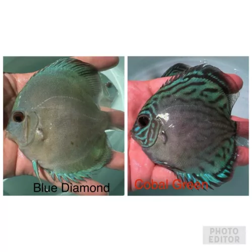Pack of 2 Discus Fish 3.5”-3.75” - Live Fish Aquarium Overnight Shipping