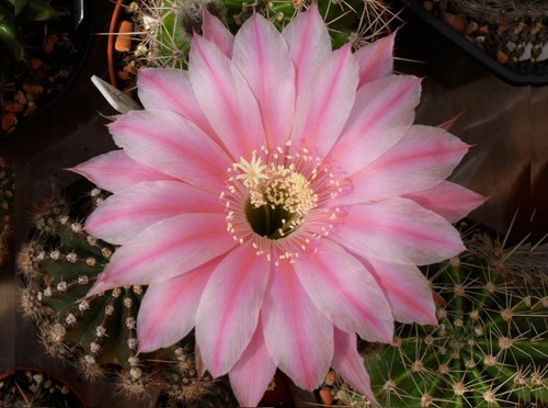 Echinopsis Hybride UV.Zartrosa (3) - bewurzeltes Kindel