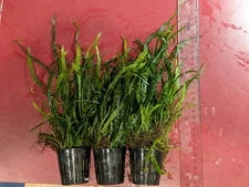 3 Pots of "Needle Leaf" Java Fern Microsorum Pteropus live plant