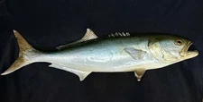 Vintage Extra Large BLUEFISH Trophy Taxidermy Full Wall Mount Fish