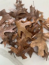 1 Gallon Dried Oak Leaf litter, substrate