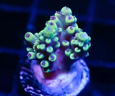 DIYreefer Live Coral WYSIWYG RR Pink Caddy 1" Frag