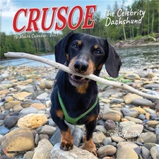 Crusoe the Celebrity Dachshund 2026 7 X 7 Mini Wall Calendar (Bookbook - Detail