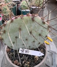 Opuntia 'Cane delle Nevi' WYSIWYG Autoradicata