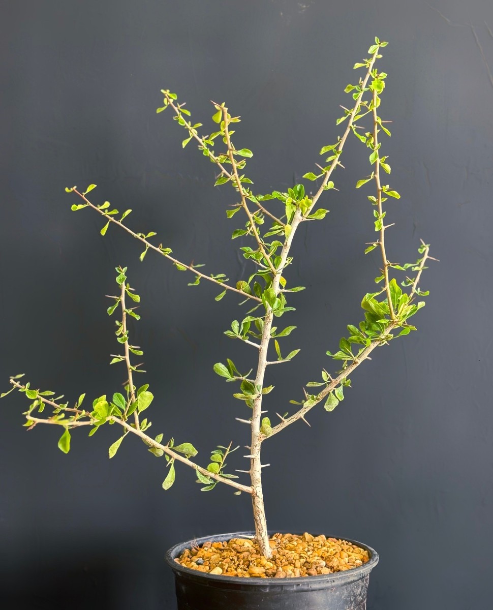 Commiphora simplicifolia guggul myrrh tree exotic caudex mukul