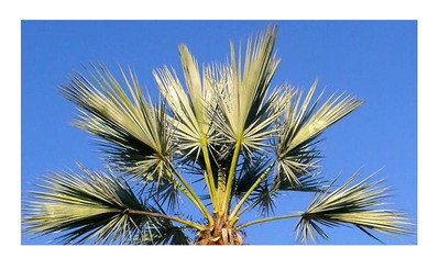 5x Brahea sp. Super Silver Palme Garten Pflanzen - Samen B1944