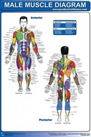 Productive Fitness Cmp Male Muscle Diagram - Paper. Free Delivery Productive Fitness Cmp Male Muscle Diagram - Paper. Free Delivery