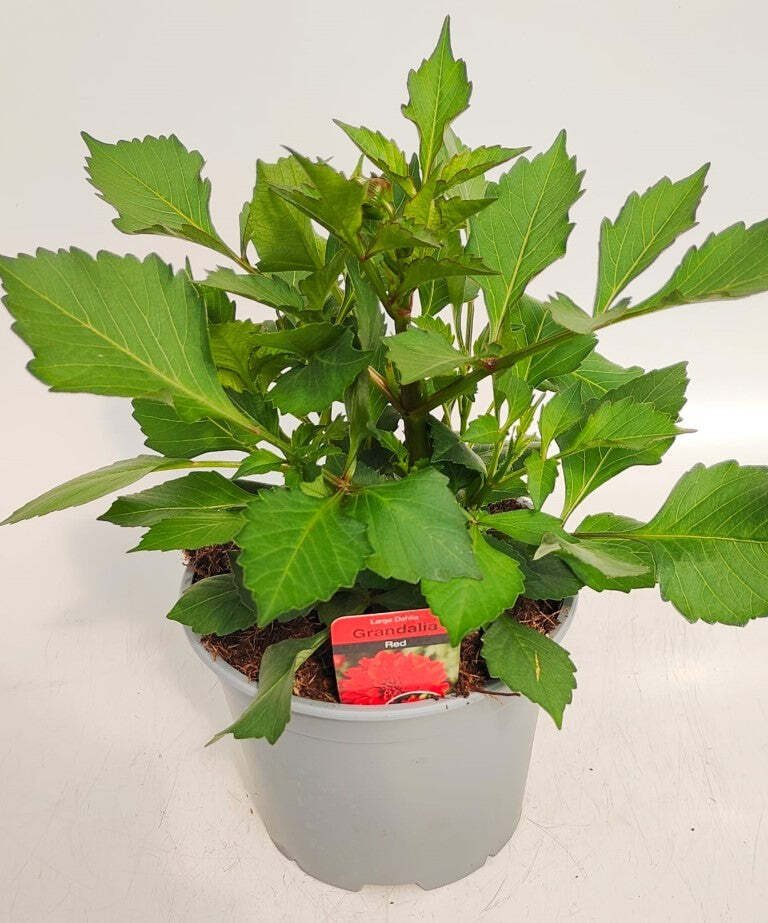 x1 Dahlia Grandahlia Red 19cm/3Ltr eBay
