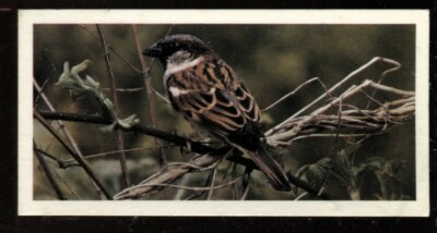 Tabakkarte, Carreras, Black Cat, British Birds, 1976, Haussperling, #16