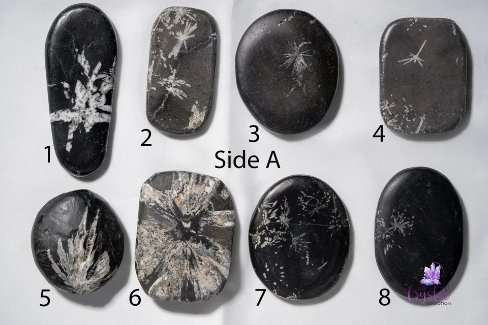 Chrysanthemum Stone Palm Stone - Image 2 of 4