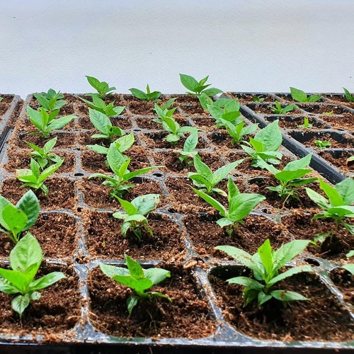 20 Organic Coconut Coir Bricks - 1.4LB Each, Ideal for All Plants Gardening - Picture 10 of 11
