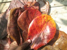 Indian Almond Leaves For Fish Tank Aquarium Dried Catappa Ketapang 50g 1.7637 oz