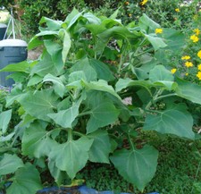 Yacon plants, 1, 3, or 6 rhizomes, or rhizome divides, organic, easy