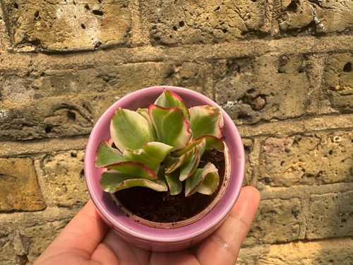 Crassula ARBORESCENS UNDULATIFOLIA variegated plant in a ceramic pot ripple jade - Picture 2 of 10