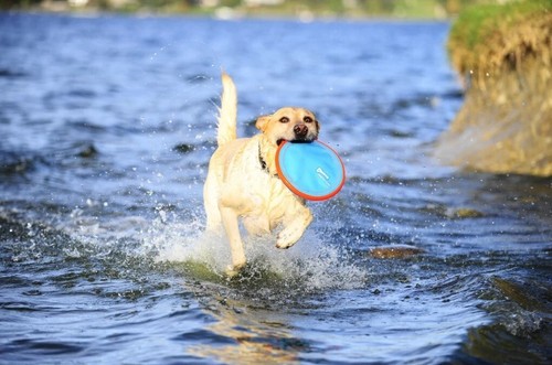 Chuckit! Paraflight S Hund 16cm Frisbee Apportieren schwimmend Spielzeug Hunde - Bild 2 von 2