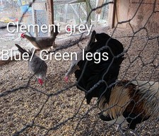 10 hatching eggs chicken