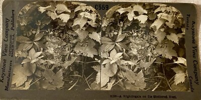 Stereoview, A Nightengale On Its Sheltered Nest.