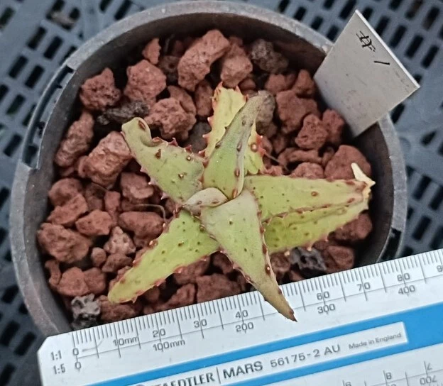 Aloe castilloniae ( Spined Form) Mather plant,6cm diameter Rare succulent
Opens in a new window or t