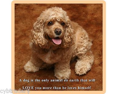 Cute Cocker Spaniel  Dog Refrigerator  / Tool Box Magnet Gift Card Insert