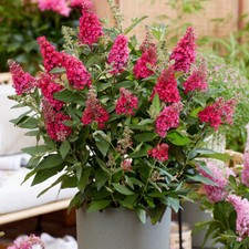 Buddleia Little Ruby Butterfly Bush, Scented Red Shrub Plants, 9cm Potted
