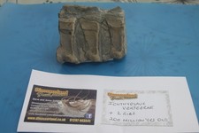 Icthyosaurus three vertebrae fossil with two ribs.
