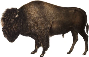 Bison Self Adhesive Vinyl Sticker
