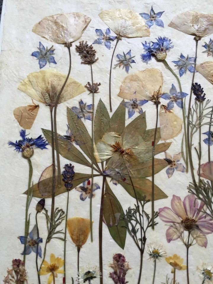 Collage de flores prensadas Foto 3 de 4