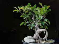 Weeping Fig Bonsai Tree Seeds for Planting - 30 Seeds - Ficus benjamina