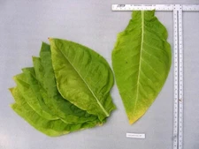 1000 L'Assomption Tobacco Seeds ~ Filler Type Heirloom Non-GMO Nicotiana Tabacum