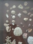 You Will Never Find These Sea Shells Again From Panama! — photo 5