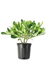 Pittosporum Compact Green  1 Gallon  Pittosporum tobira  Low Maintenance