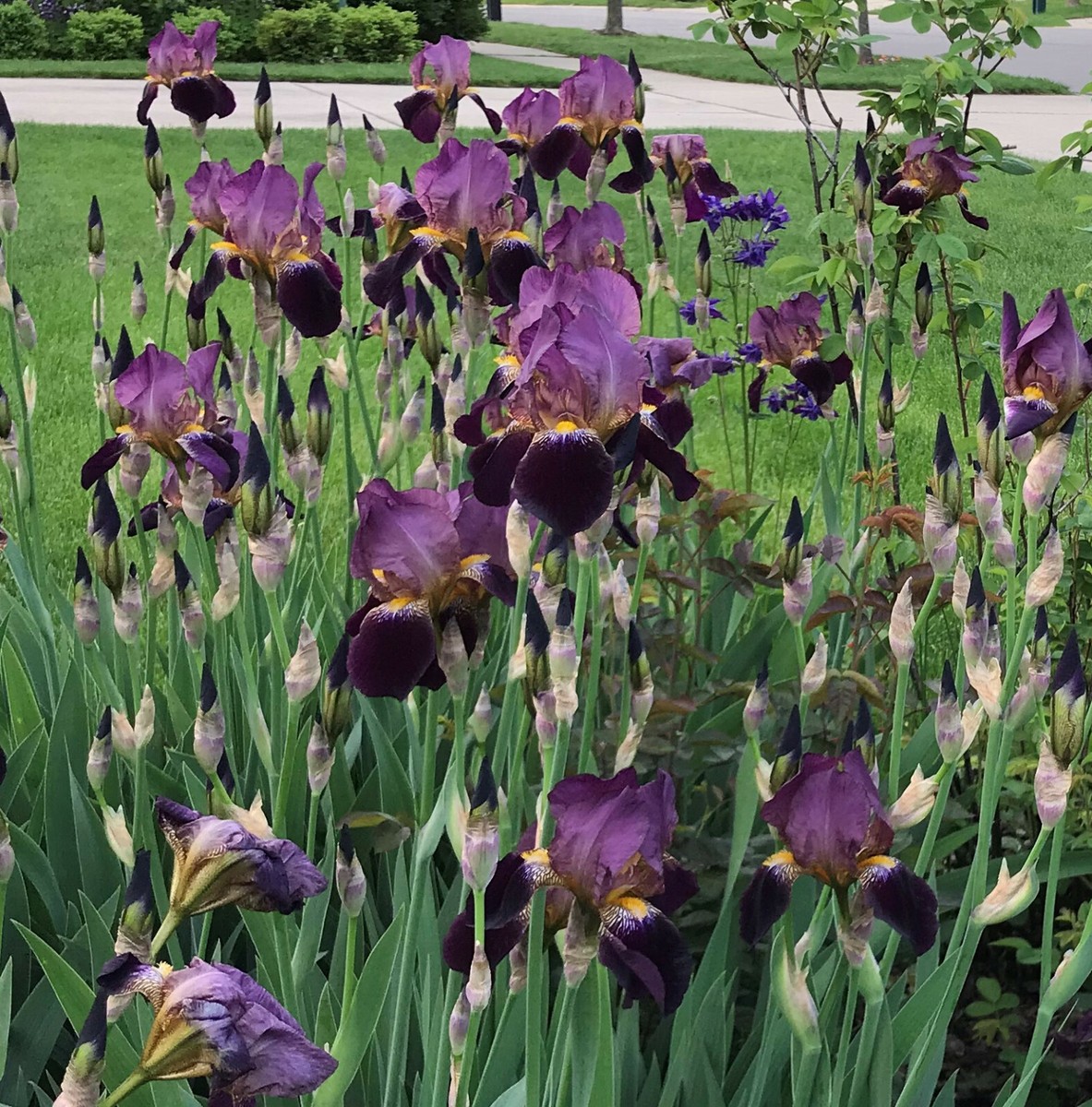 10 Rhizomes Purple Iris Mme Henri Cayeux Historic Tall Bearded(TB