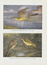 Schafstelze (Motacilla flava) FARBDRUCK von 1930 yellow wagtail