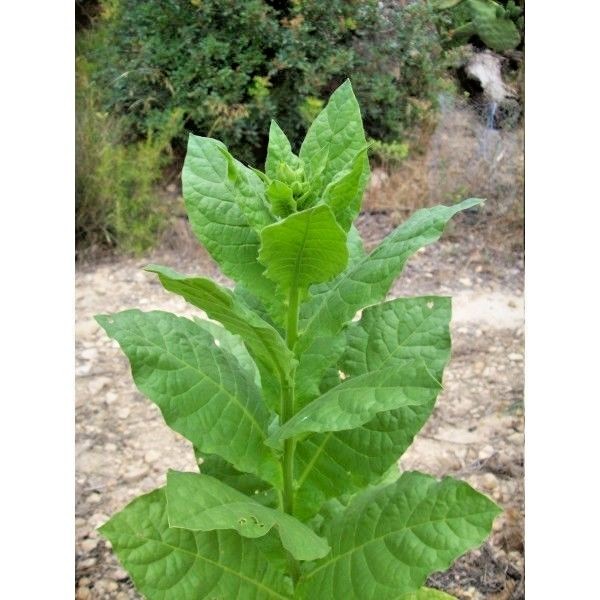TURKISH BASMA TOBACCO - 100 SEEDS