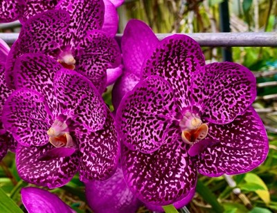 Vanda Pink Passion NEW Orchidee Orchideen Cattleya