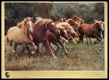 1990ca * Manifesto Poster Originale "Cavallo Avelignese - Agenzia Ecologica e Fo