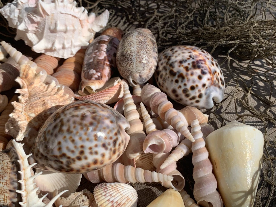 Large Beautiful Seashells Sea Shells 1 Kilo Best Value & Price FREE Ship! - Image 4 of 4