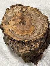 Live Edge Spalted Maple Burl Black Line 7 X 6 1/2 By 9x8 1/2 Inches  7 Tall