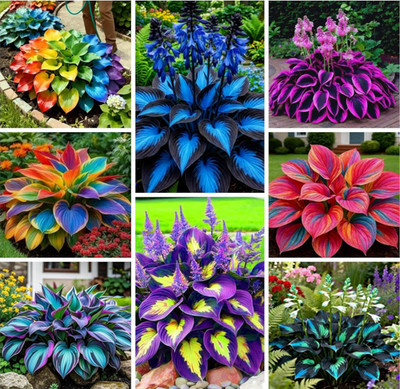 290+ Perennial Hostas for Planting, Low Maintenance Rich Foliage, Heart Shaped L