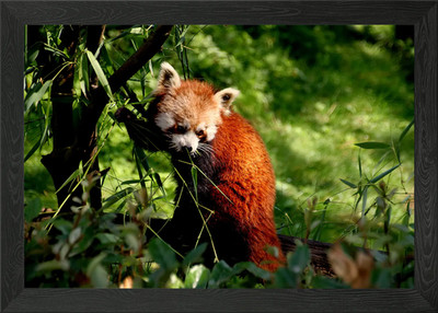 Roter Panda gerahmtes Wandbild Poster Leinwanddruck Bild